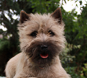 Cairn Bries Cheri Chou Chou